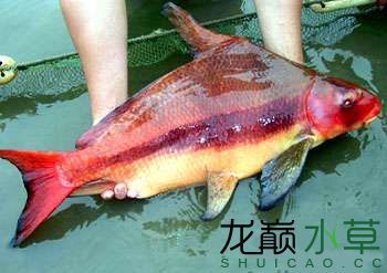 國產(chǎn)原生魚里的顏值擔(dān)當(dāng)“胭脂魚” 觀賞魚論壇 第1張