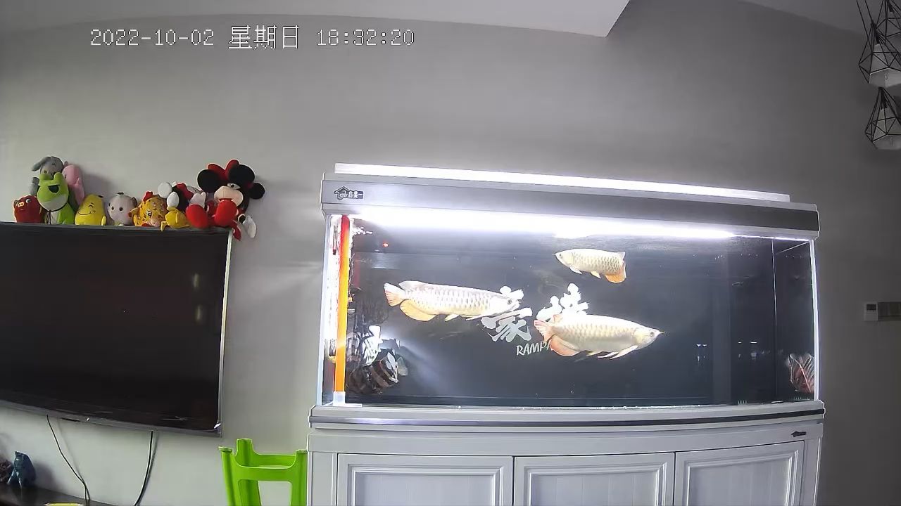 挨餓 觀賞魚論壇