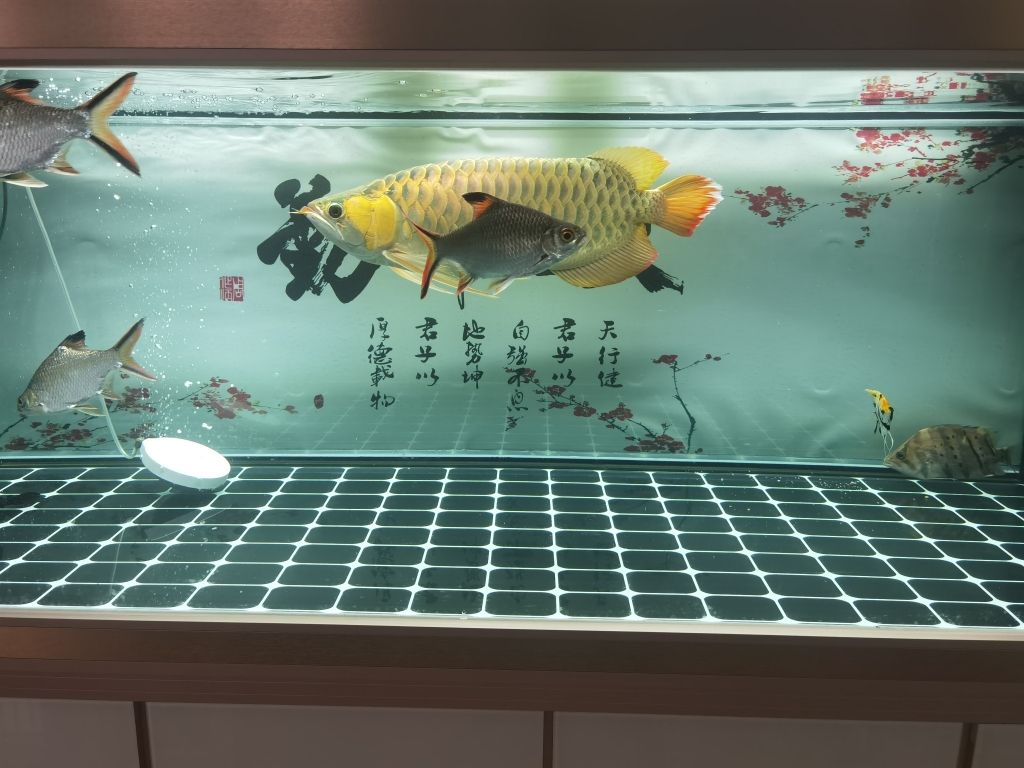 泰安觀賞魚養(yǎng)殖場在哪個位置啊多少錢（泰安賣觀賞魚的地方） 潛水泵