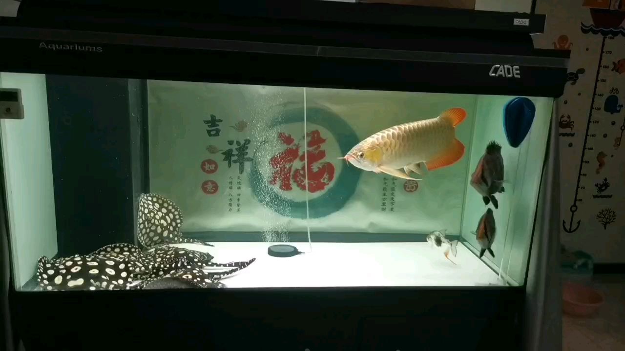 魚缸換水水渾濁死魚了還能活嗎（魚缸換水突然變渾濁怎么回事） 綠皮皇冠豹魚