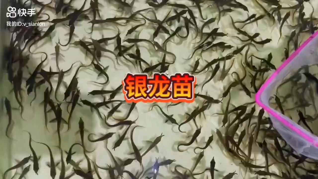 銀龍魚(yú)苗接單預(yù)定中 觀賞魚(yú)論壇 第1張