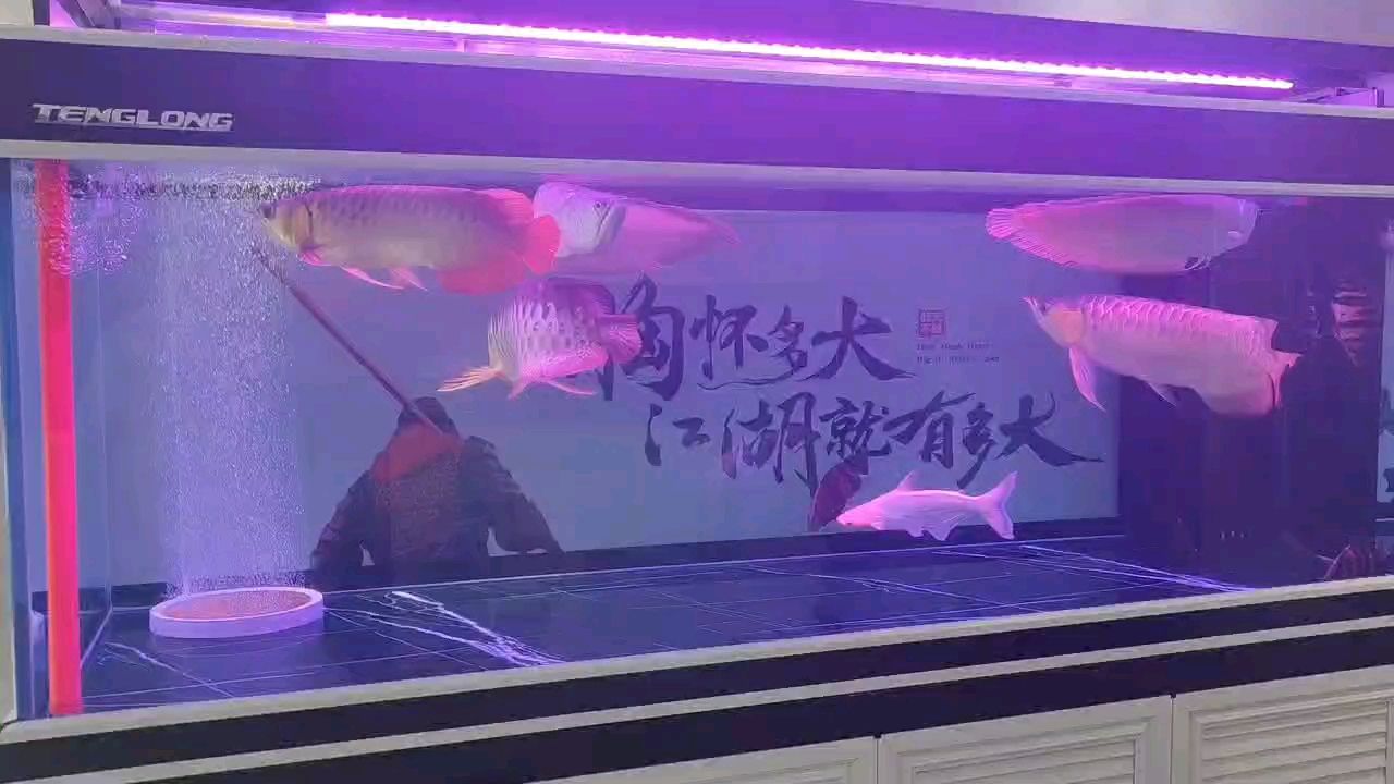 三亞觀賞魚(yú)店地址查詢（三亞觀賞魚(yú)店地址查詢電話號(hào)碼） 廣州觀賞魚(yú)批發(fā)市場(chǎng)