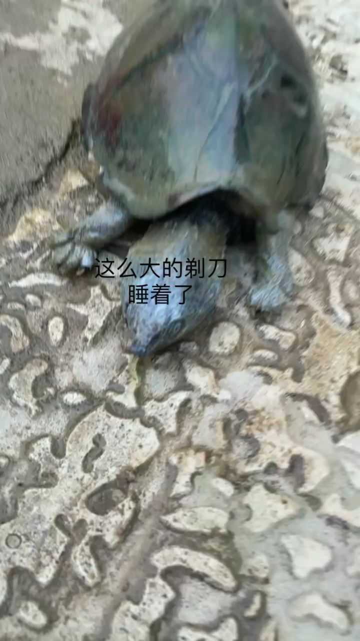 深海黑龍魚的圖片欣賞視頻高清(深海黑龍魚的圖片欣賞視頻高清版) 白化火箭 第1張