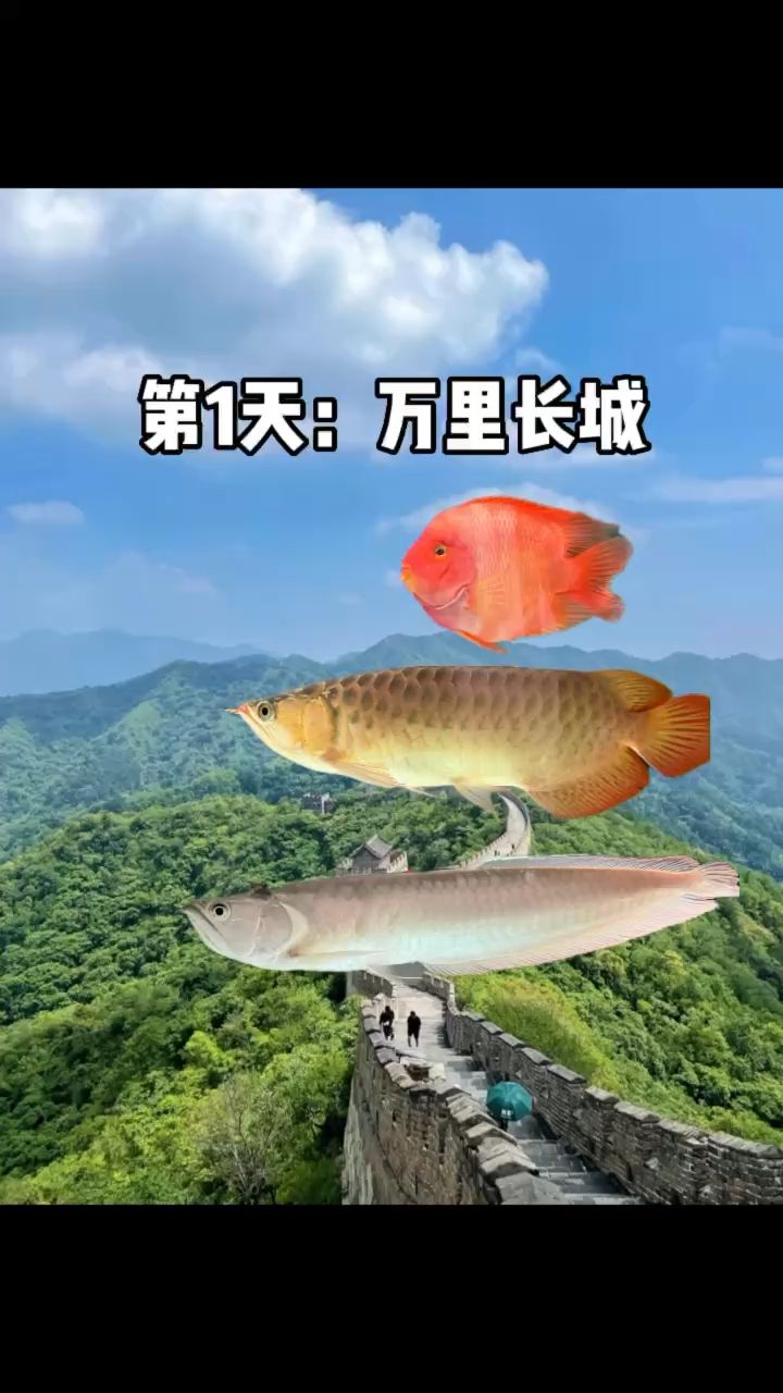 魚 :這輩子都不敢想這么游 觀賞魚論壇