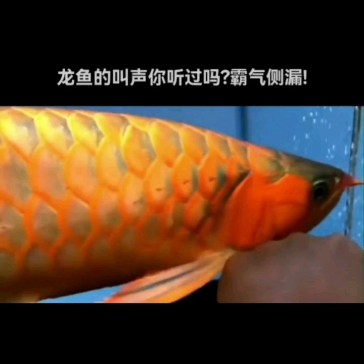 今天自己養(yǎng)的魚沒及時(shí)拍到。。。。 觀賞魚論壇