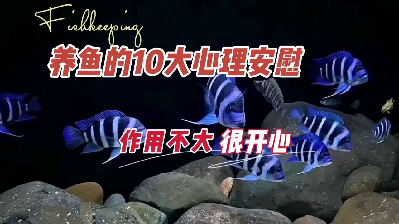 養(yǎng)魚10大心理安慰，開心比啥都強 觀賞魚論壇