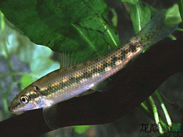 雙孔魚（湄公食藻鰍、泰國(guó)食藻魚、青苔鼠） 觀賞魚論壇