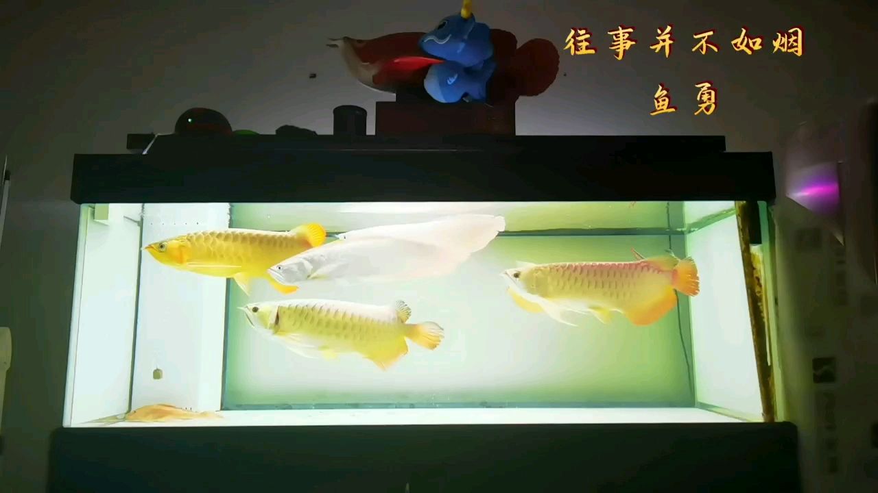 龍缸 觀賞魚論壇