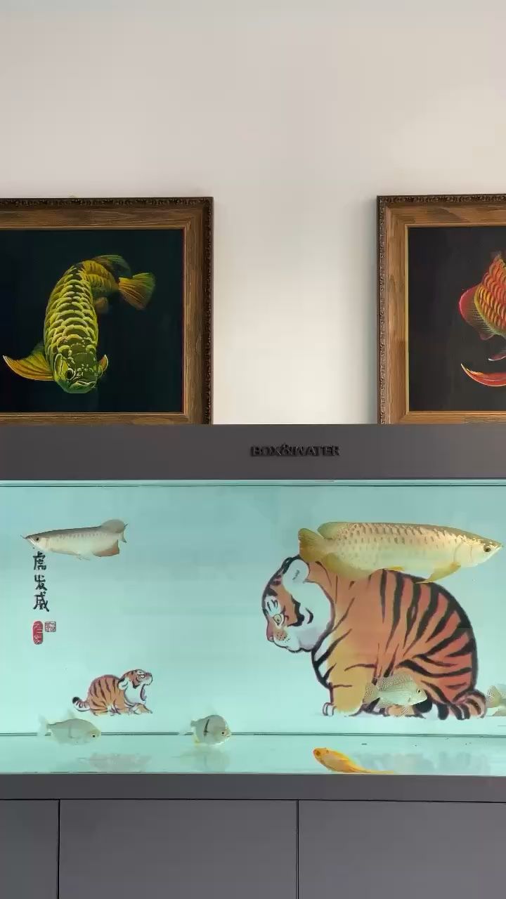 小紅龍來家第四天 觀賞魚論壇