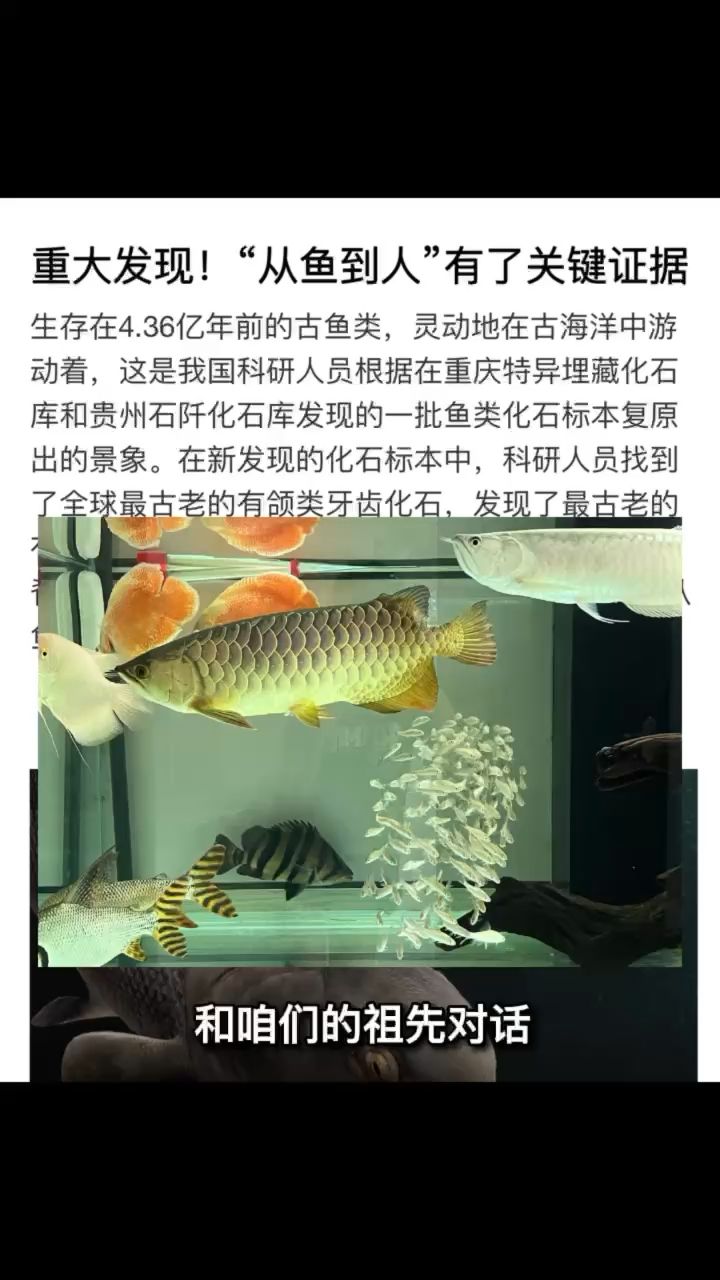 魚(yú)祖宗 觀賞魚(yú)論壇 第1張