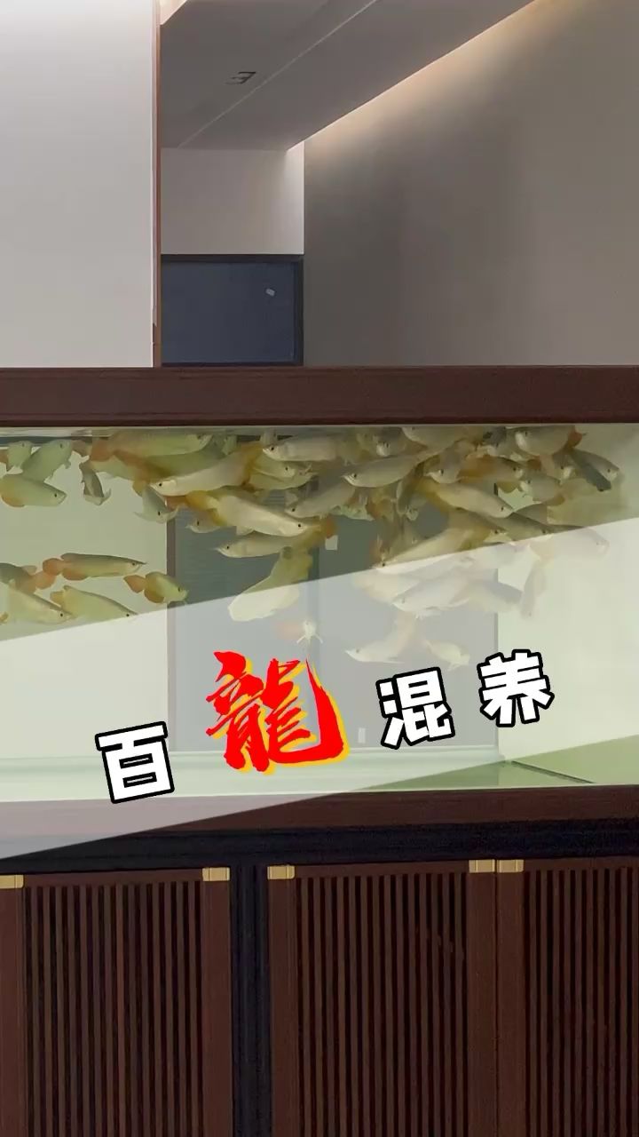 百龍混養(yǎng) 觀賞魚論壇