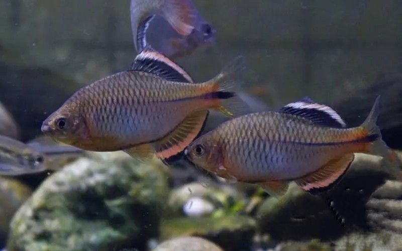 銀川買魚缸的地方有哪些呢多少錢一斤（ 寧夏銀川賣魚缸的市場） 虎斑恐龍魚