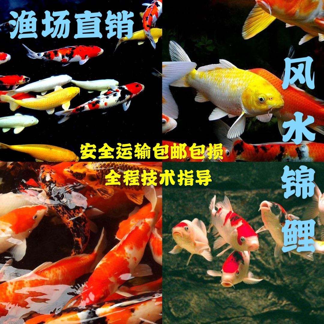 觀賞魚的活動廣告宣傳語是什么(觀賞魚的活動廣告宣傳語是什么呢) 孵化器 第2張