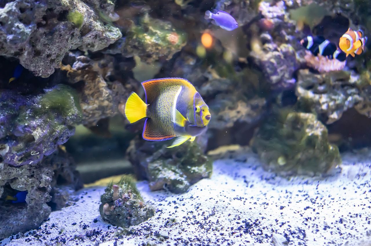 珠海魚缸推薦龍魚世家水族館 珠海魚缸首選龍魚世家水族館 申古銀版魚