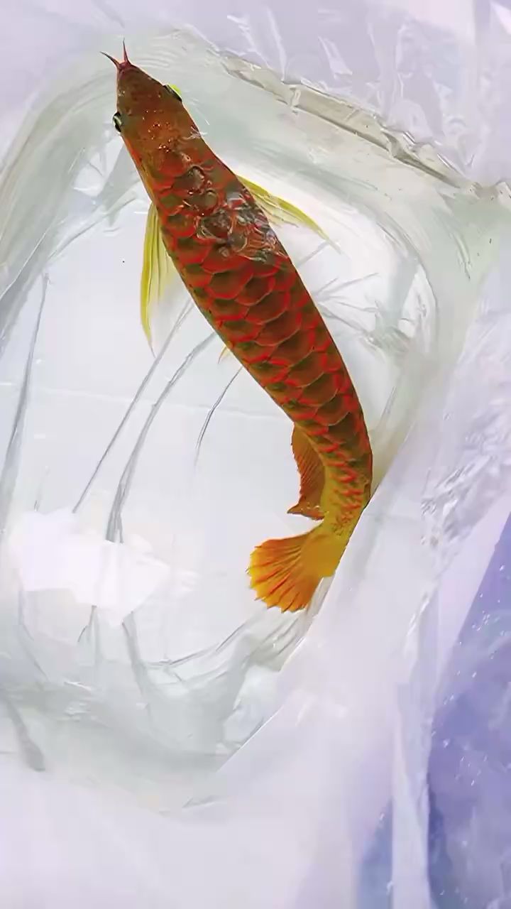 賽級紅龍 觀賞魚論壇