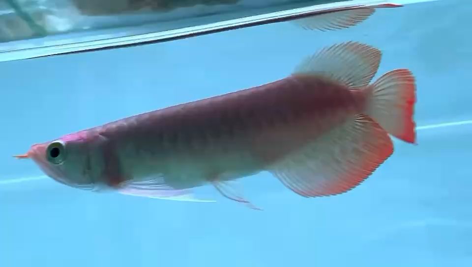 限量款微鯊魚蝴蝶尾23CM