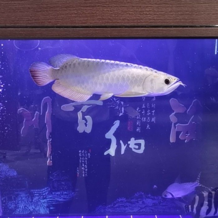 目前最好的龍魚缸是哪個(gè)品牌 觀賞魚論壇