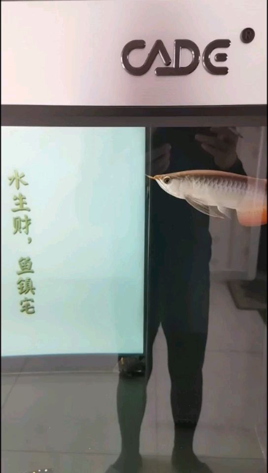 日常喂食打卡，狀態(tài)不錯(cuò) 觀賞魚(yú)論壇