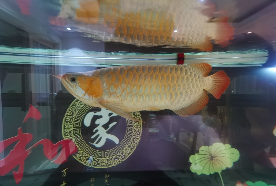 這發(fā)色速度我還是比較滿意 觀賞魚(yú)論壇 第1張