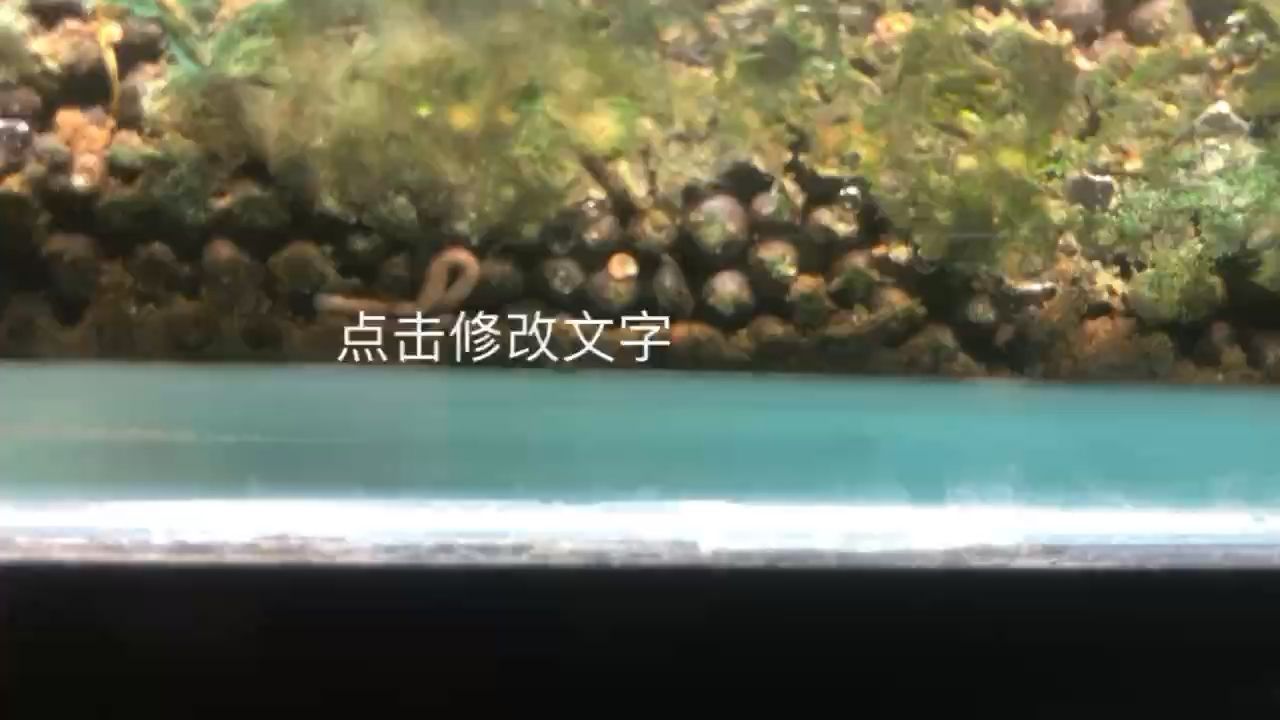 這玩意是啥好滲人 觀賞魚論壇