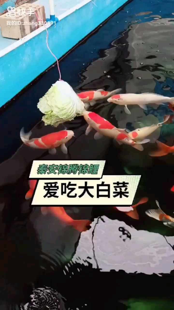 錦鯉愛吃大白菜 觀賞魚論壇 第1張