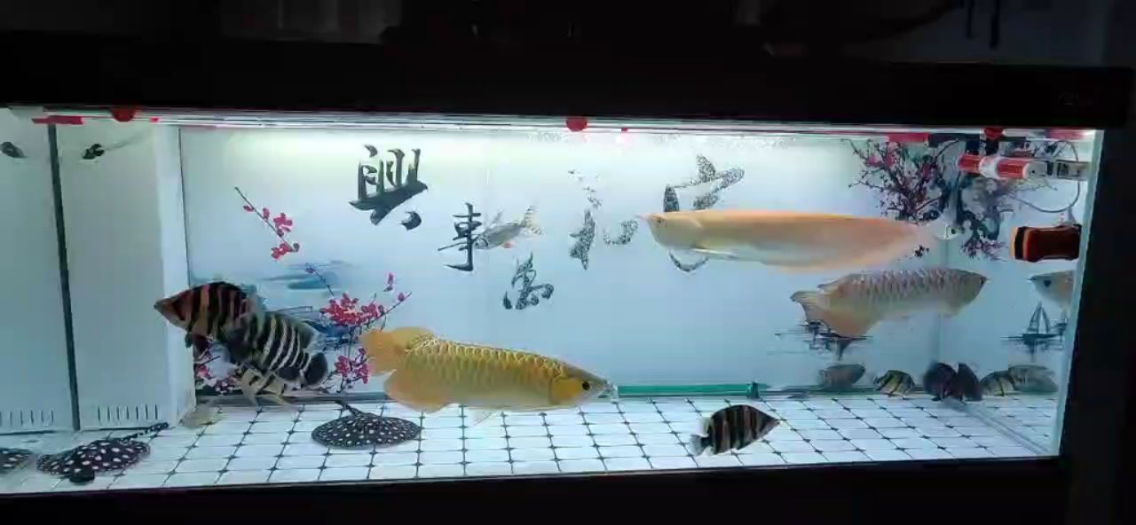 金，紅，銀…混養(yǎng) 觀賞魚論壇