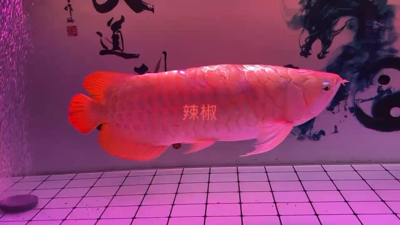 辣椒—18年相伴 觀賞魚(yú)論壇 第1張