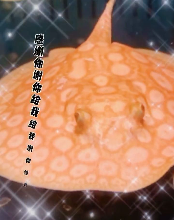 地球仍然轉(zhuǎn)重,世間依舊善變 觀賞魚論壇