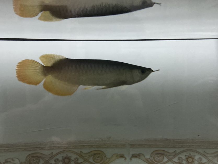 米家魚缸水循環(huán)（小米魚缸換水功能如何使用） 斑馬鴨嘴魚