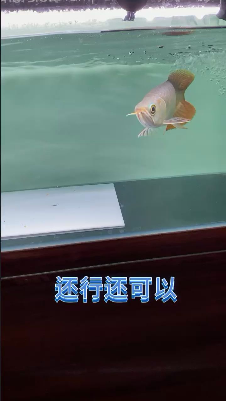 底色洗好了 觀賞魚論壇