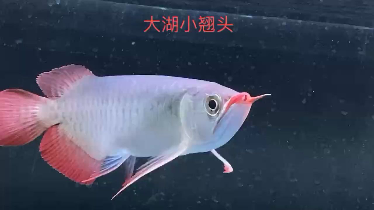 印尼小紅龍 觀賞魚(yú)論壇