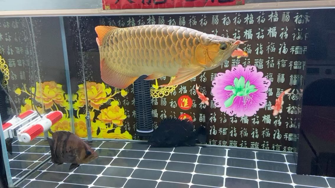 魚和人要早起，為香港投下繁榮穩(wěn)定的一票 觀賞魚論壇 第1張