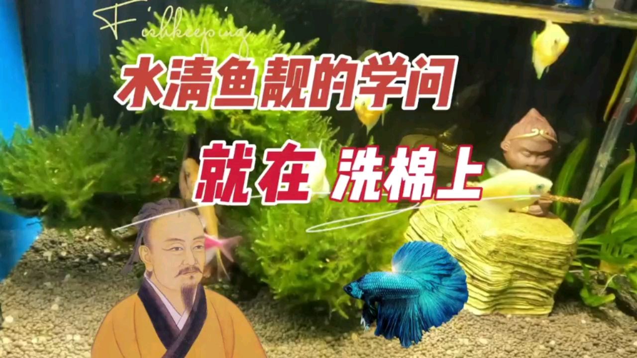 水清魚靚的學(xué)問就在洗棉，物理過濾維護(hù) 觀賞魚論壇