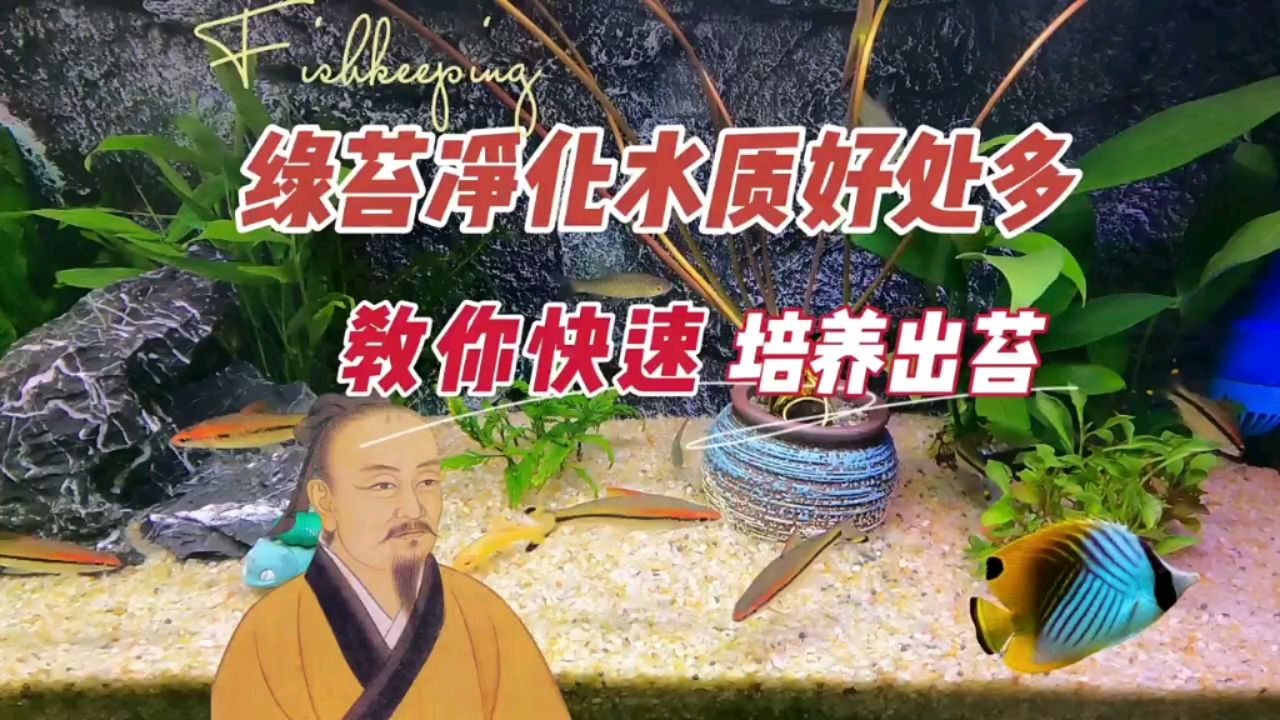 綠苔青苔凈化水質好處多，如何快速培養(yǎng) 觀賞魚論壇