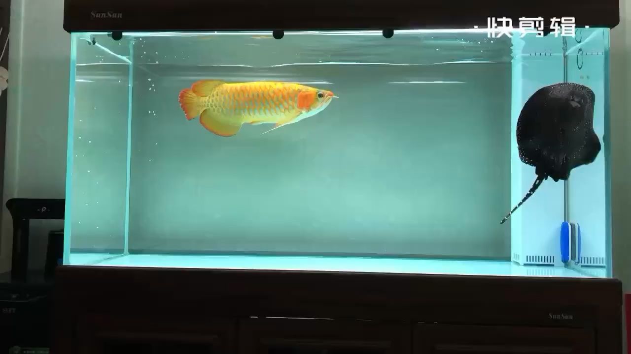 低溫飼養(yǎng) 觀賞魚論壇