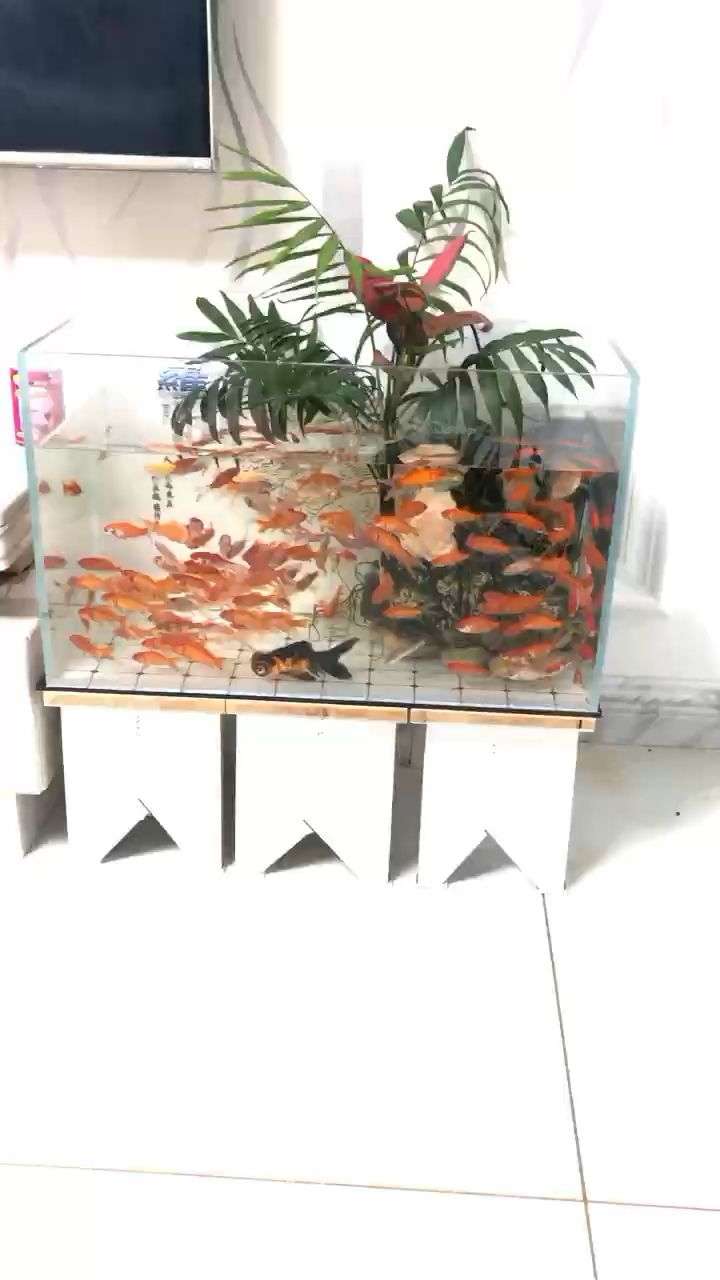 龍魚食 觀賞魚論壇