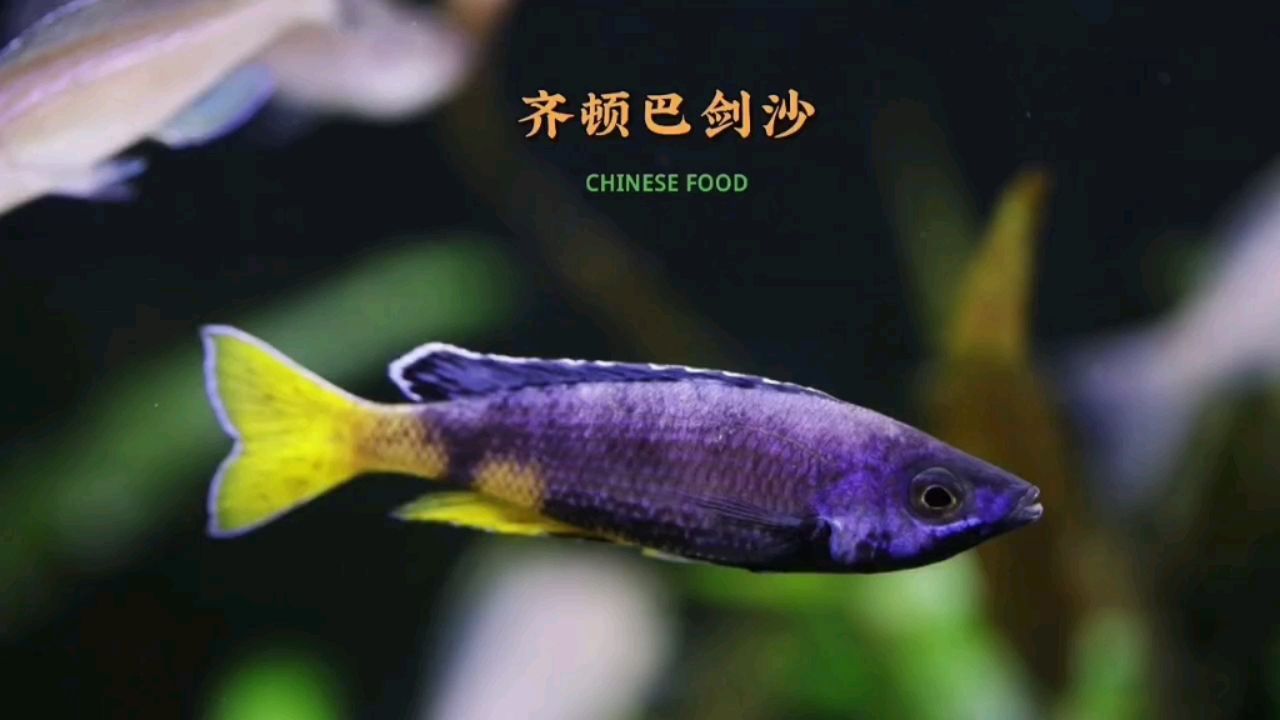 齊頓巴劍沙 觀賞魚論壇