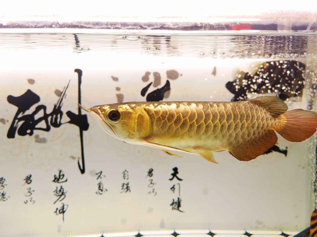 金龍入缸兩個(gè)月 觀賞魚(yú)論壇 第5張