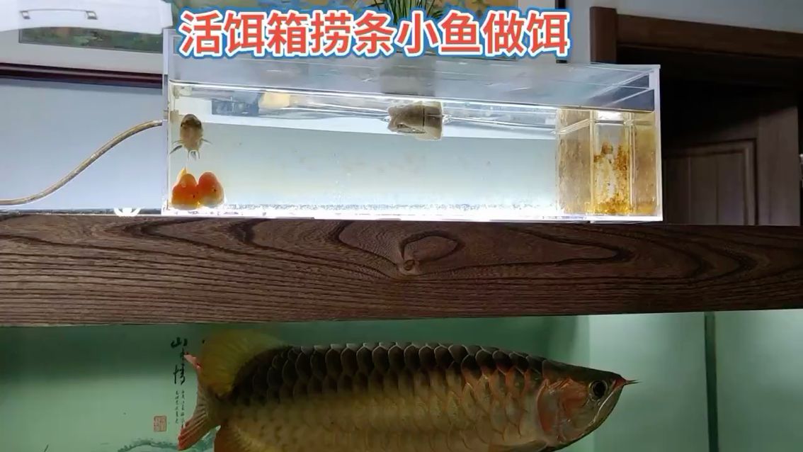 你沒見過的龍魚防掉眼神器 觀賞魚論壇 第1張