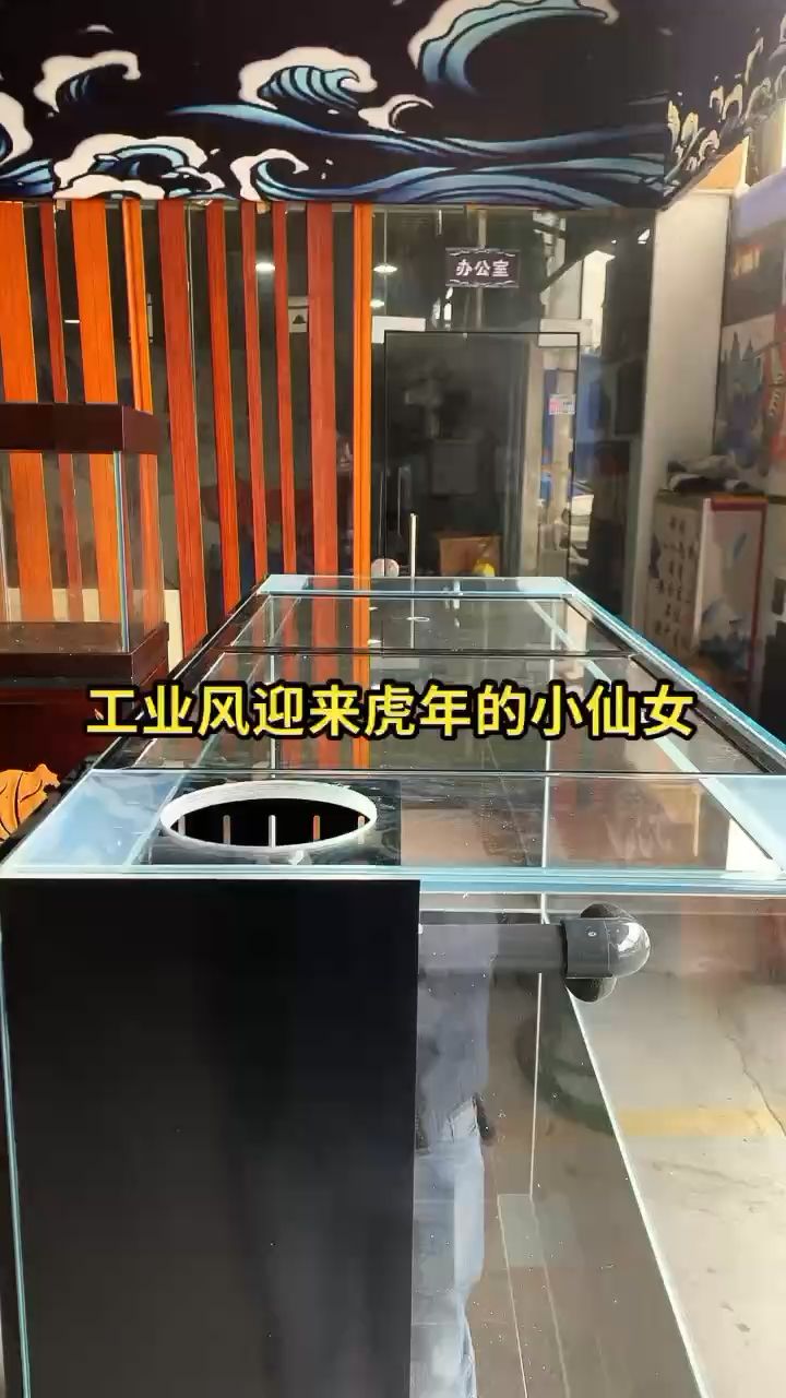 冬天不加溫的雷龍魚(yú)品種（冬天不需要加溫的雷龍） 黃金斑馬魚(yú)