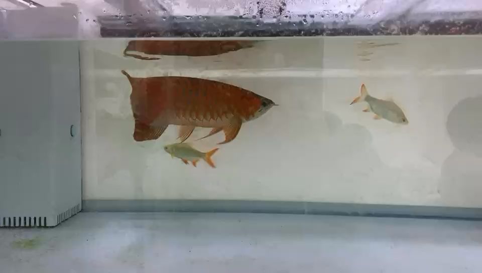 2年魚 觀賞魚論壇