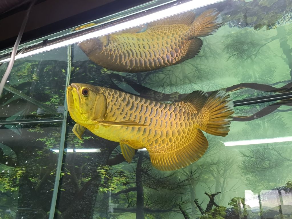 750w水泵（750w水泵出水壓力） 斑馬狗頭魚