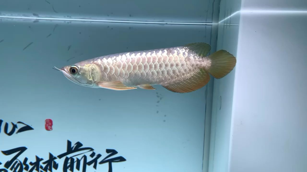 沒狀態(tài) 觀賞魚論壇