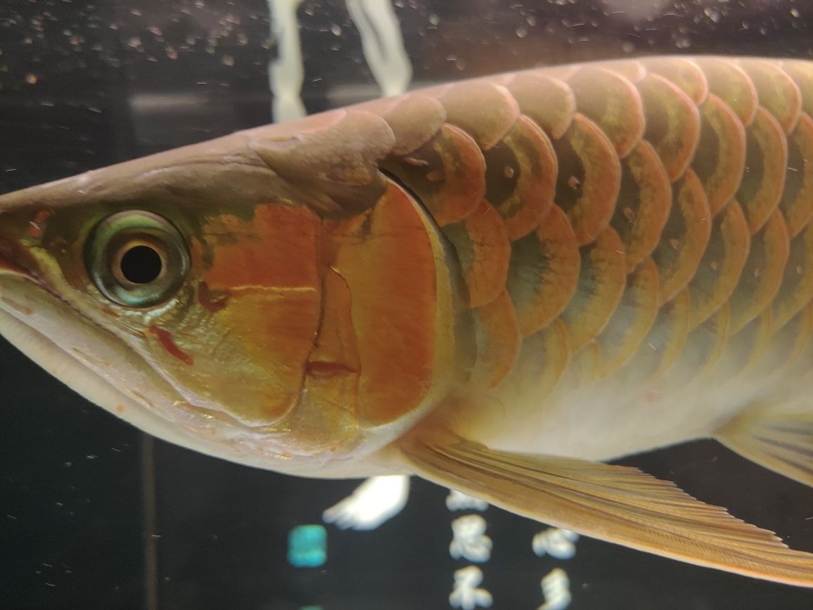 楊凌哪里有賣魚缸的地方（ 楊凌水族市場） 一眉道人魚