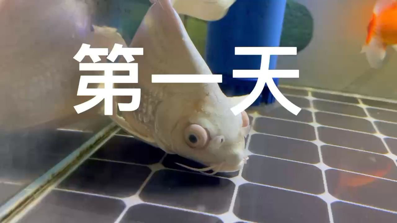 護(hù)航者治療蝴蝶鯉 觀賞魚論壇