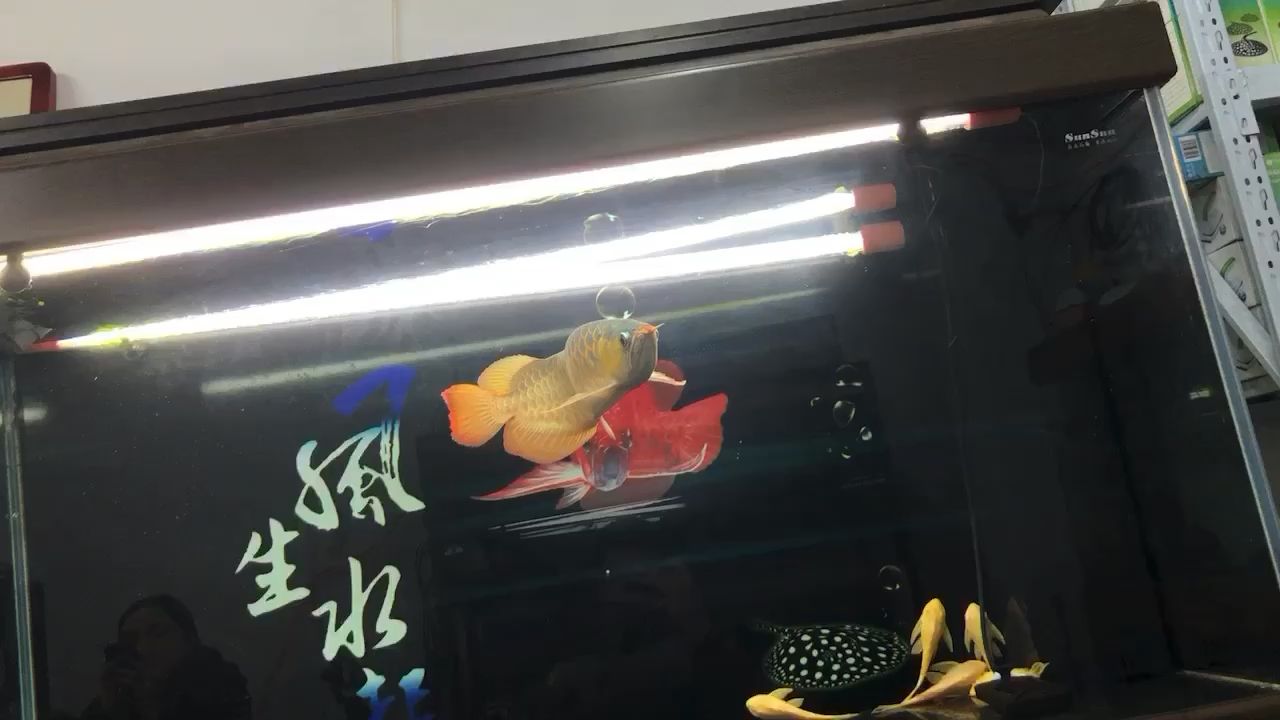 靜心賞魚(yú) 觀賞魚(yú)論壇