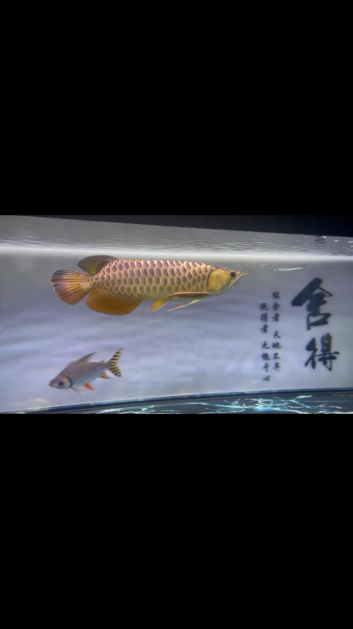 剛換完水，有點(diǎn)不開心[haha] 觀賞魚論壇 第1張