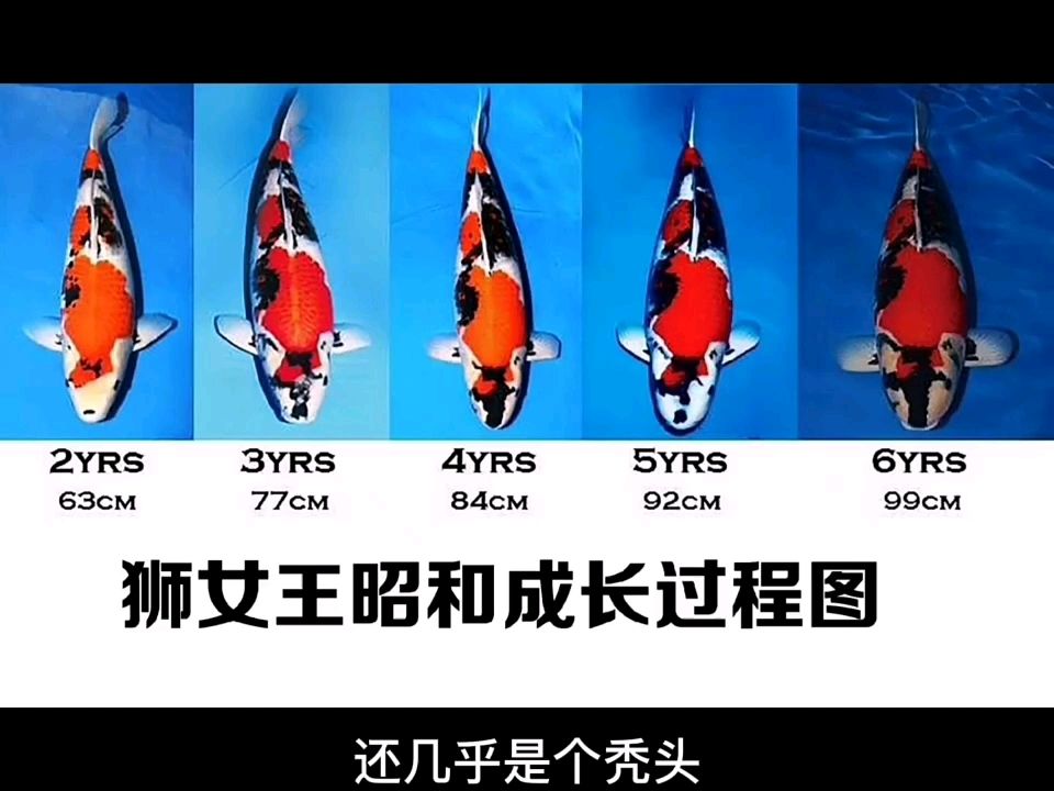 沒(méi)人能完全預(yù)測(cè)一條魚(yú)的未來(lái) 觀賞魚(yú)論壇