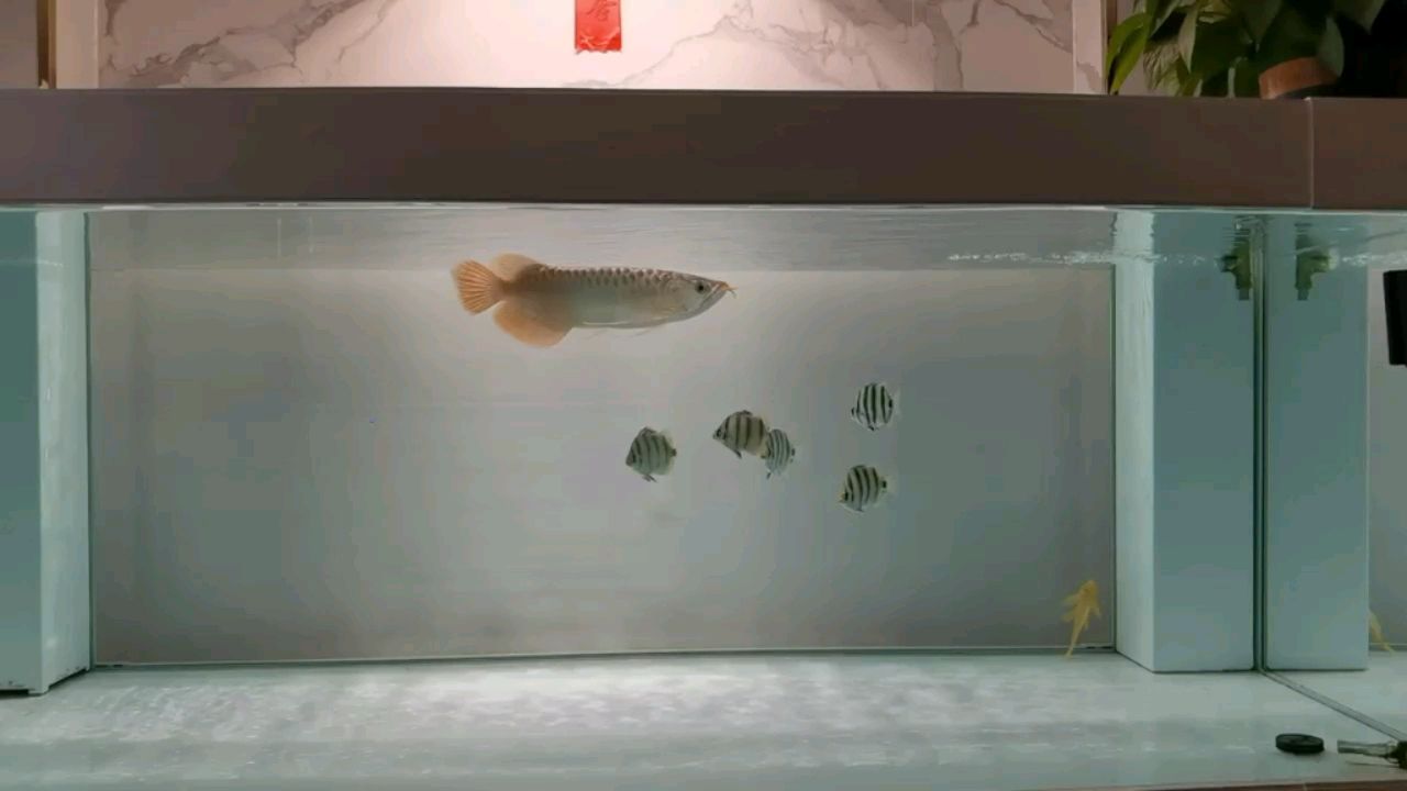 喂金鼓的飼料都給龍吃了。 觀賞魚論壇 第1張