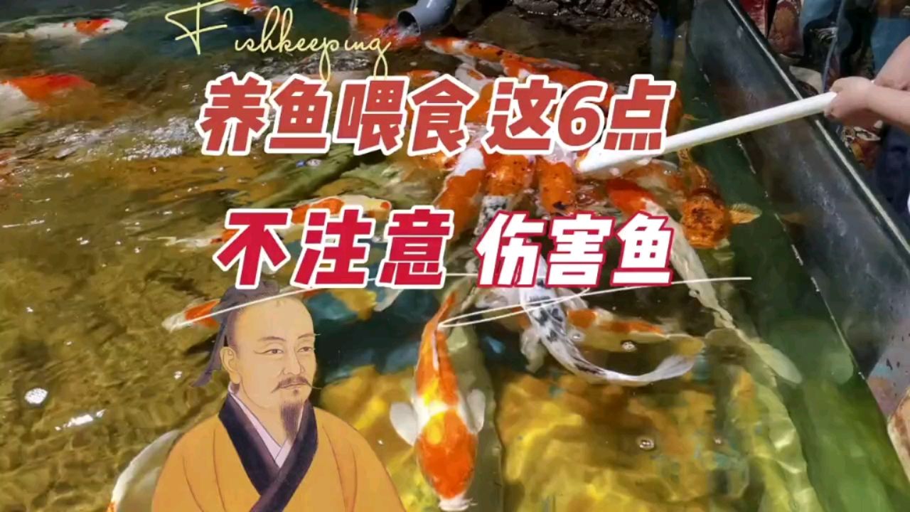 養(yǎng)魚喂食不注意這6點(diǎn)，對(duì)魚兒傷害很大 觀賞魚論壇